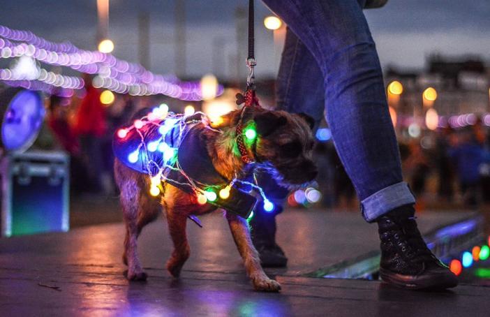 Photo: Jill Reidy Residents and visitors light up their dogs for LumiDogs Fashion Show on Blackpool promenade