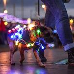 Residents and visitors light up their dogs for LumiDogs Fashion Show on Blackpool promenade